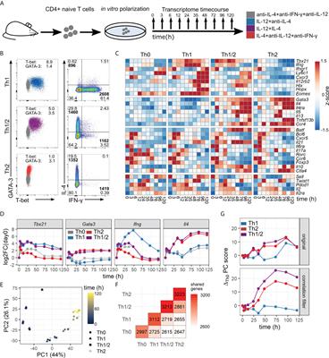 Dissecting the dynamic transcriptional landscape of early T helper cell differentiation into Th1, Th2, and Th1/2 hybrid cells